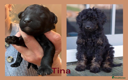 Bernedoodle dogs for sale: Miniature F1bs Bernedoodle  - Image 22