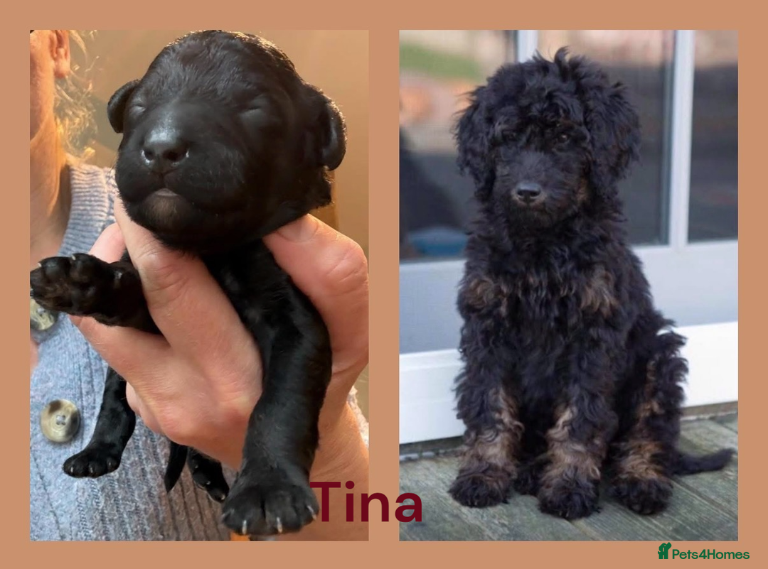 Bernedoodle dogs for sale: Miniature F1bs Bernedoodle  - Image 22