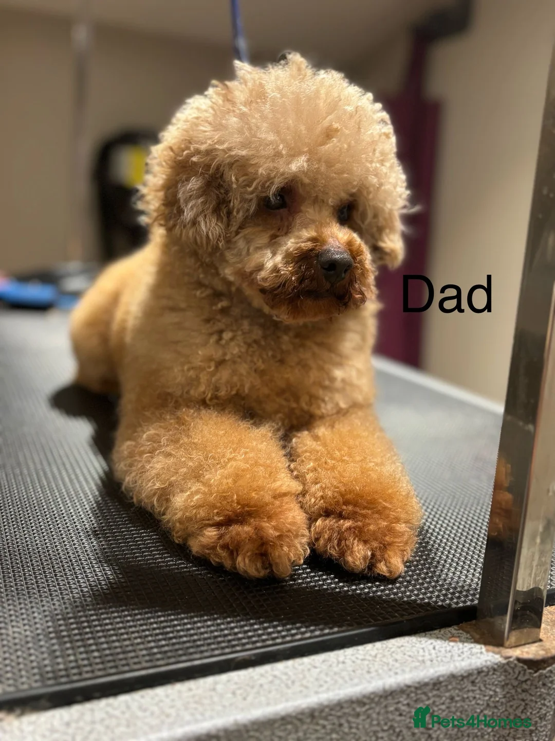 Toy Poodle dogs for stud: KC Reg Toy Poodle Health Tested Stud in Bury Saint Edmunds - Advert 2
