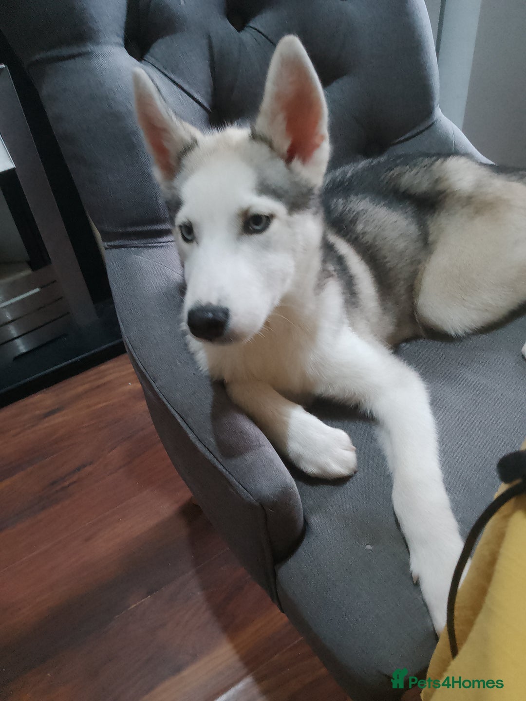 Siberian Husky dogs for sale: ONLY 3 PUPPIES LEFT!!! - Image 19