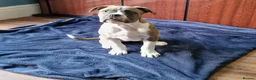 Dorset Olde Tyme Bulldogge dogs for sale: Reduced 12 Week old stunning pups - Advert 5