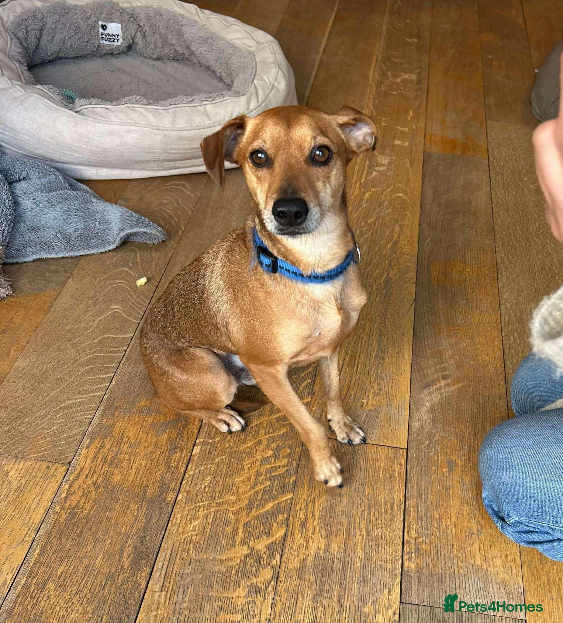 Mixed Breed dogs Mickey – The Sweetest Small Shadow Companion - Advert 5