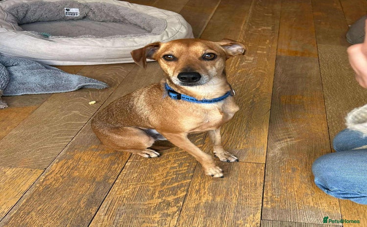 Mixed Breed dogs Mickey – The Sweetest Small Shadow Companion - Advert 13