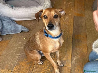 Mixed Breed dogs Mickey – The Sweetest Small Shadow Companion - Advert 14