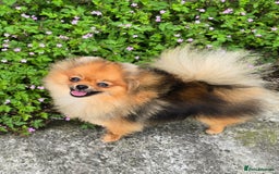 Pomeranian dogs for sale: *Beautiful female 15 month pomeranian* - Image 5