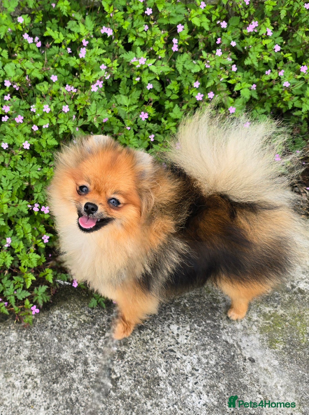 Pomeranian dogs for sale: *Beautiful female 15 month pomeranian* - Image 5