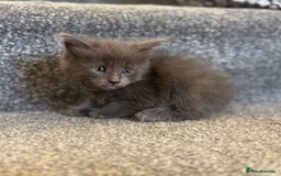 Maine Coon cats for sale: Mainecoon pure kittens  - Image 5