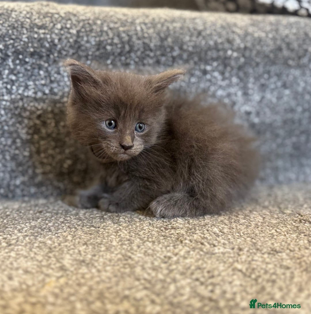 Maine Coon cats for sale: Mainecoon pure kittens  - Image 5