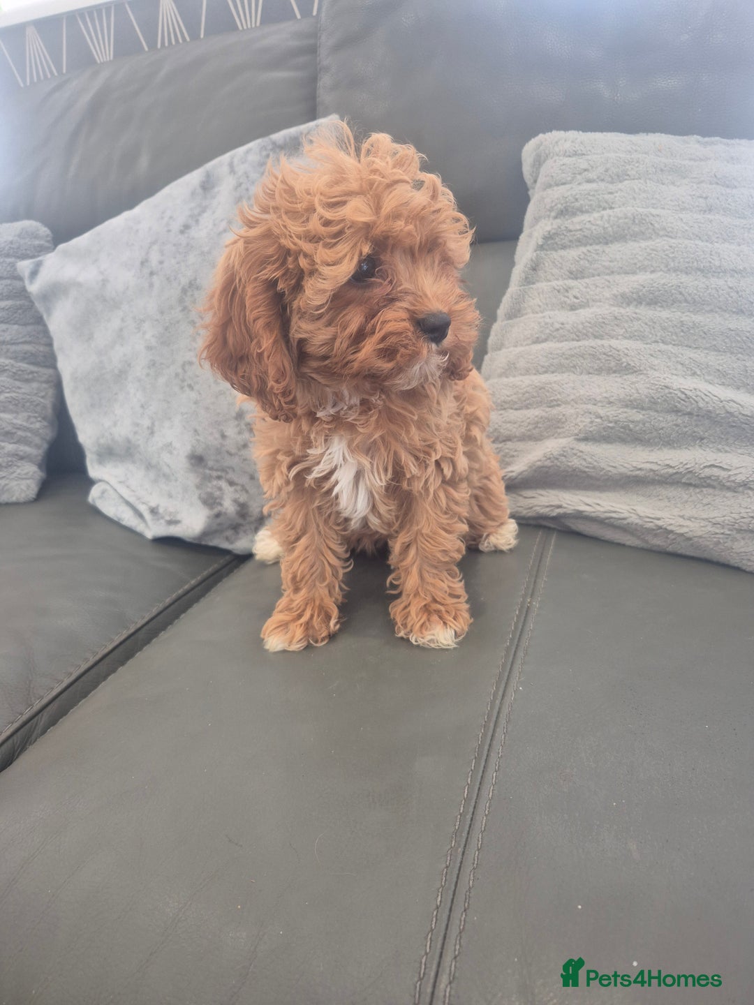 Cavapoo dogs for sale: Stunning Cavapoo Babies - ready this weekend - Image 11