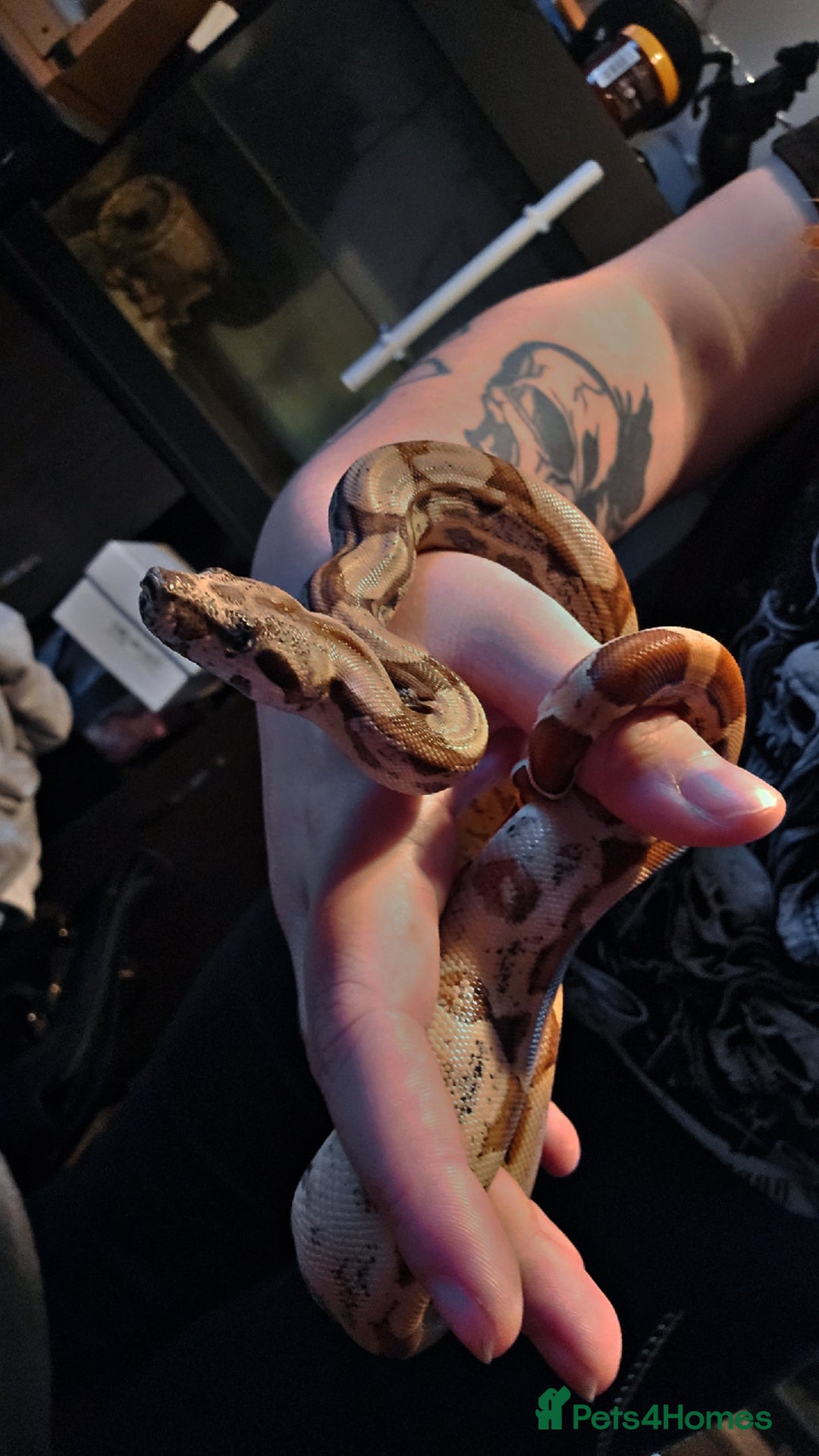 Snake reptiles for sale: Cb25 male hypo arabesque boa constrictor - Image 4