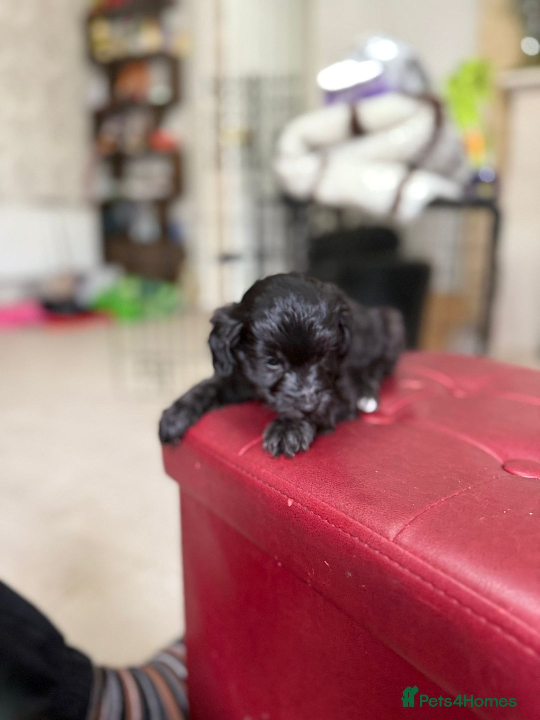 Toy Poodle dogs for sale: Rare silver and black male toy poodle puppies - Advert 5