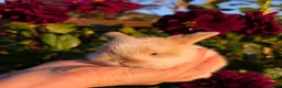 Mini Lop rabbits for sale: ❤️Mini lop babies❤️ - Advert 16