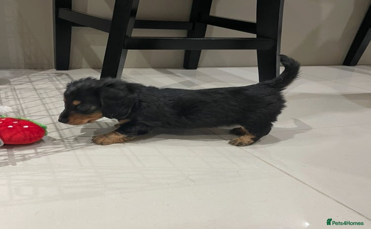 Miniature Dachshund dogs Stunning KC Reg Long Hair Mini Dachshund Puppies - Advert 13