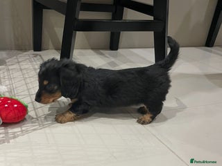Miniature Dachshund dogs Stunning KC Reg Long Hair Mini Dachshund Puppies - Advert 12