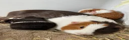 Guinea Pig rodents for sale: Guinea pig pairs. in Slough - Advert 5