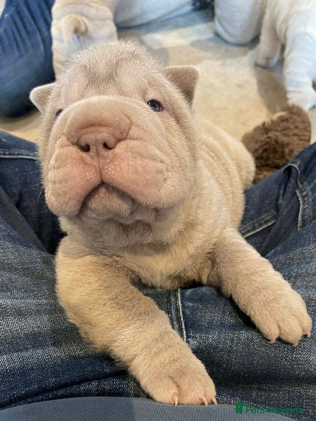 Shar Pei dogs for sale: 4 Shar pei puppies for sale - Advert 17