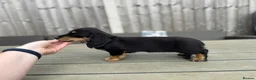 Miniature Dachshund dogs for sale: KC cream dachshunds  - Advert 16