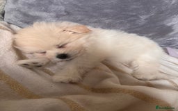 Pomapoo dogs for sale: Pomapoo Puppy - Advert 9