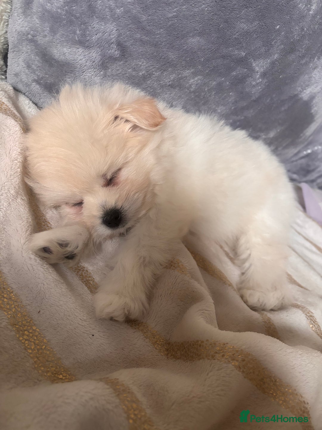 Pomapoo dogs for sale: Pomapoo Puppy - Advert 9