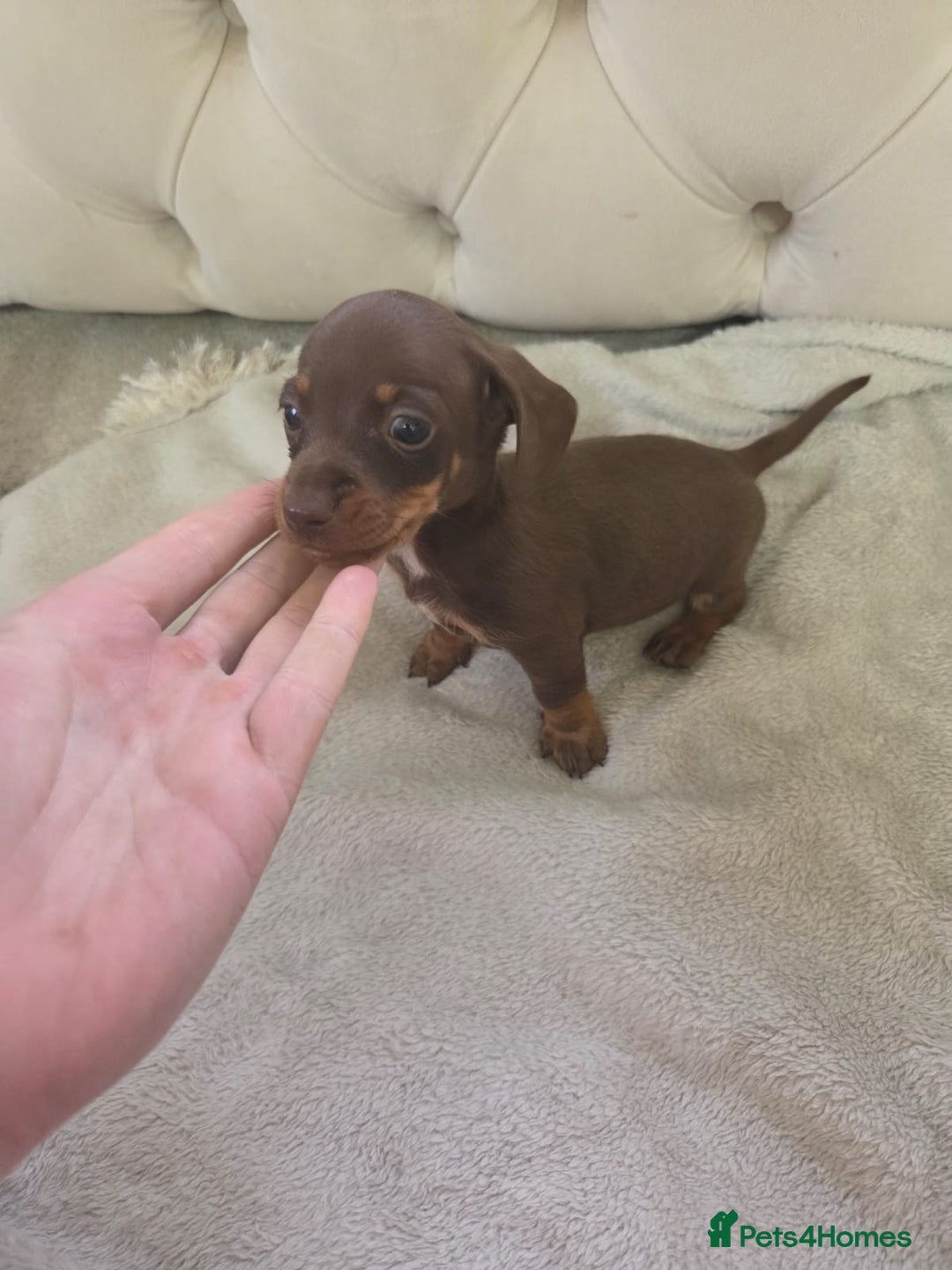 Miniature Dachshund dogs for sale: Mini Dachshund - Image 8