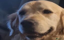 Golden Retriever dogs for sale: Golden Retriever Puppies  - Image 6