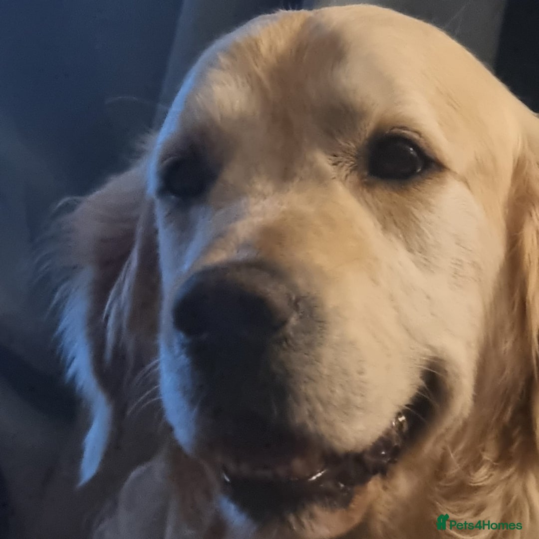 Golden Retriever dogs for sale: Golden Retriever Puppies  - Image 6