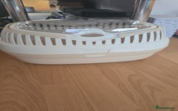 Guinea Pig rodents for sale: For Sale  - Image 2