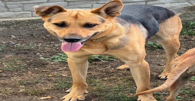 Mixed Breed dogs - Advert 4