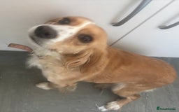 Cockapoo dogs for sale: 2 female sister cockapoos aged 3 in Leeds - Image 2