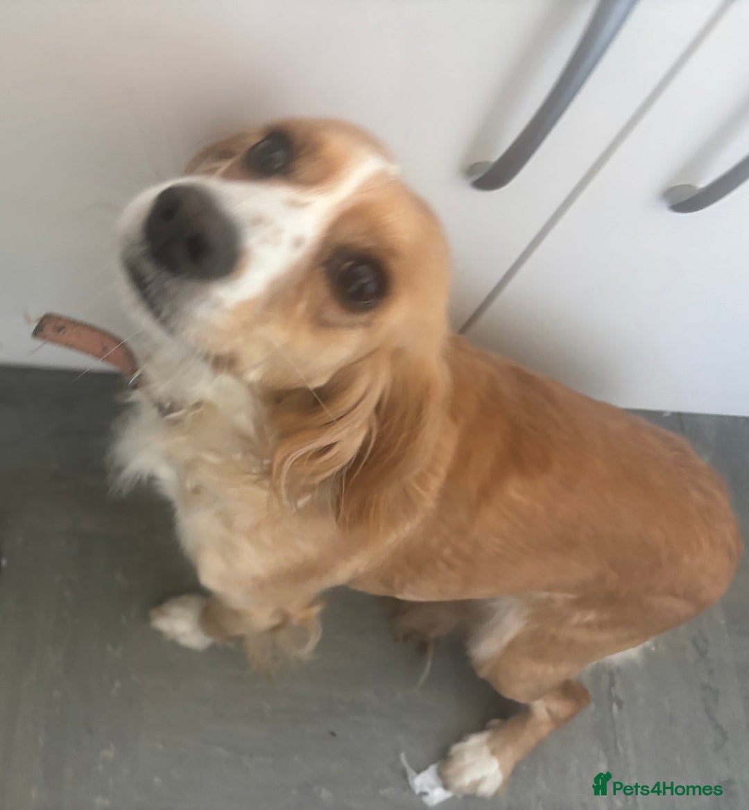Cockapoo dogs for sale: 2 female sister cockapoos aged 3 in Leeds - Image 2