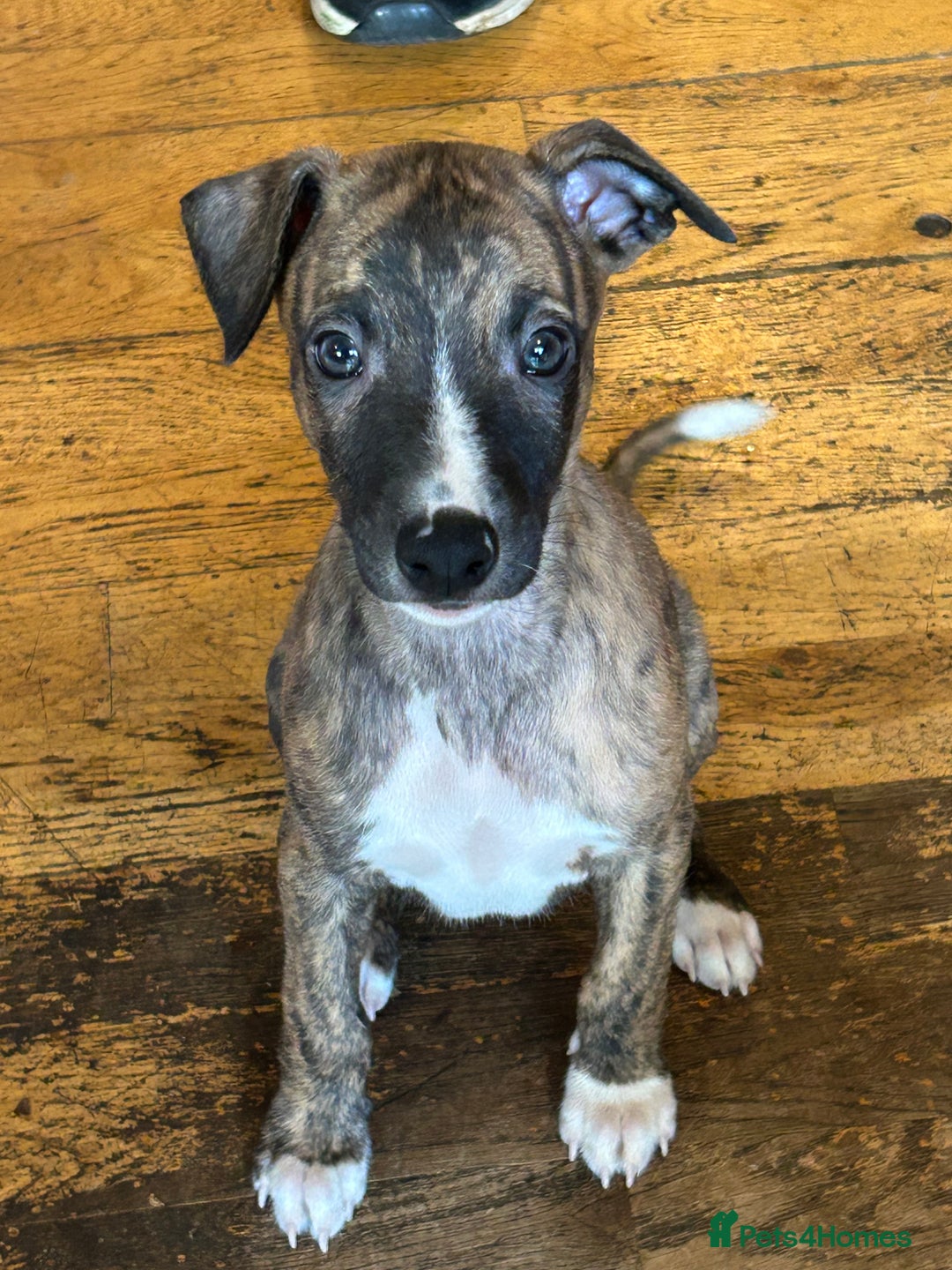 Whippet Pups Ready to go end of Oct for sale in Alfreton Pets4Homes