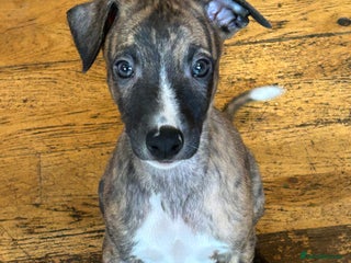 Whippet dogs - Advert 14