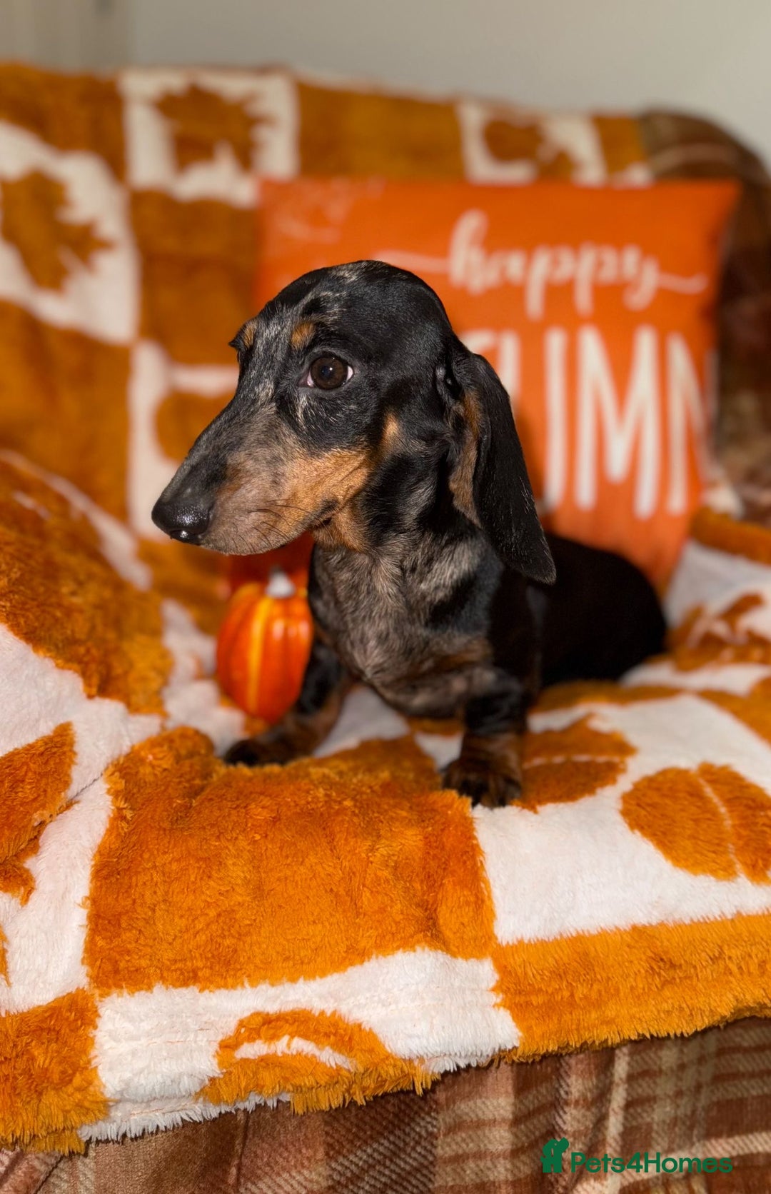 Miniature Dachshund dogs for sale: 🩷🩷 Two Beautiful KC girls🩷🩷 - Image 9
