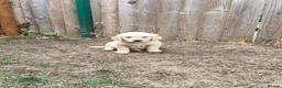 Golden Retriever dogs for sale: Golden Retriever Puppy’s  in Knottingley - Advert 17