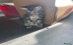 Mixed Breed cats for sale: 1 boy 2 girls  - Image 2