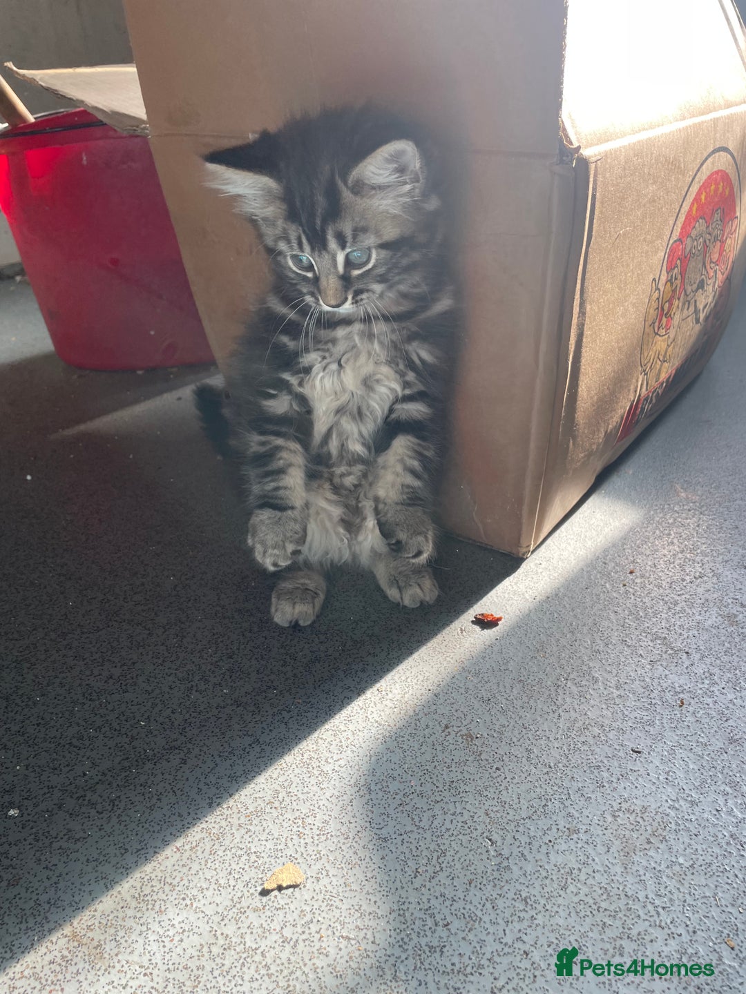 Mixed Breed cats for sale: 1 boy 2 girls  - Image 2