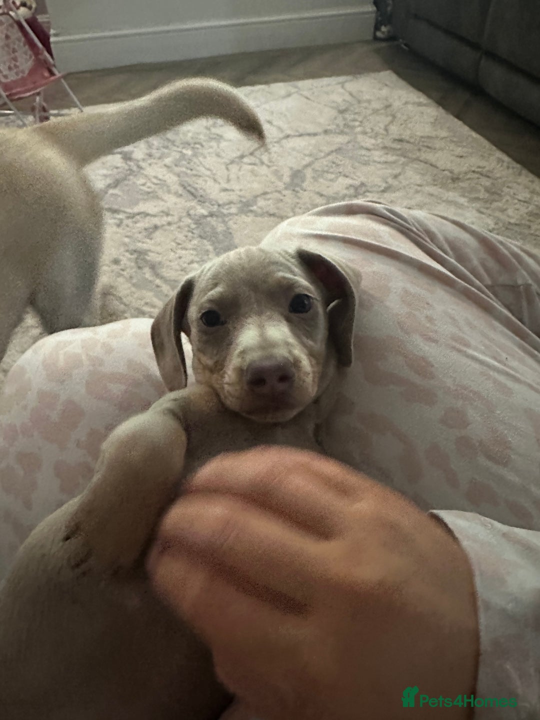 Dachshund dogs for sale: Winston - Image 5