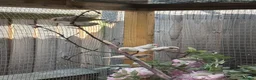 Finches birds for sale: Zebra Finch Chicks - Advert 3