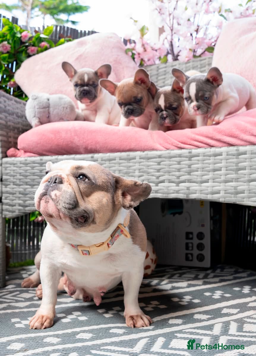 French Bulldog dogs for sale: Stunning litter of pied French bulldogs - Advert 1