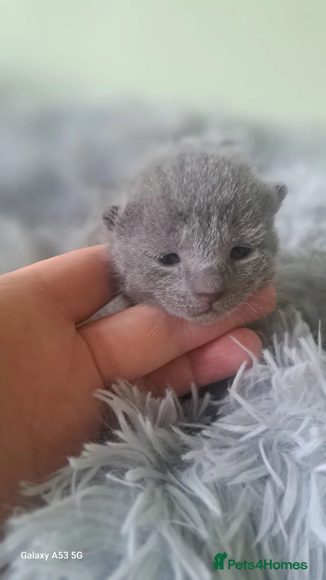 Russian Blue cats for sale: TICA 5* Pedigree Russian Blue Kittens - Advert 3