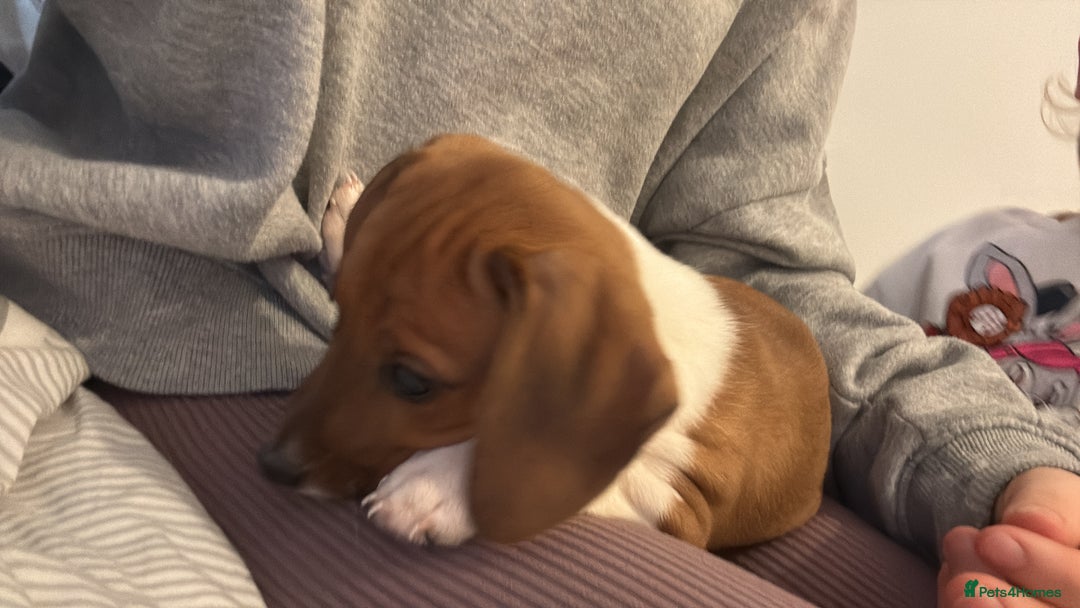 Mixed Breed dogs for sale: Puppy - Image 2