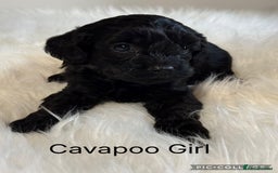 Cavapoo dogs for sale: F1 Cavapoo black Girl  - Advert 1