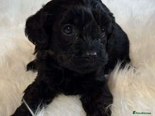 Cavapoo dogs F1 Cavapoo black Girl - Advert 11