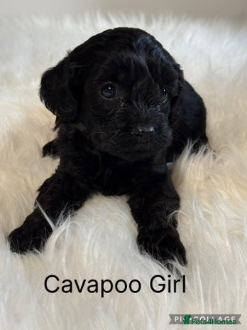 Cavapoo dogs F1 Cavapoo black Girl - Advert 2
