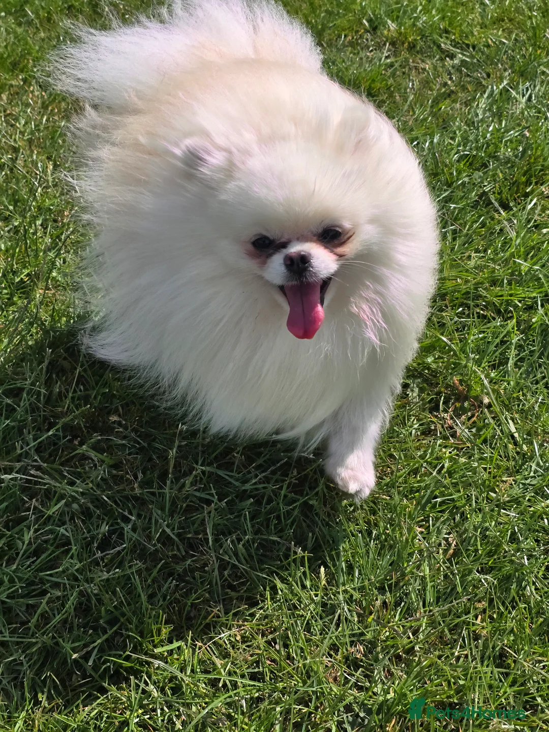 Pomeranian dogs for stud: BEAUTIFUL KC REG.KOREAN POM.BOY OPEN FOR STUD💙 in Bolton - Advert 22