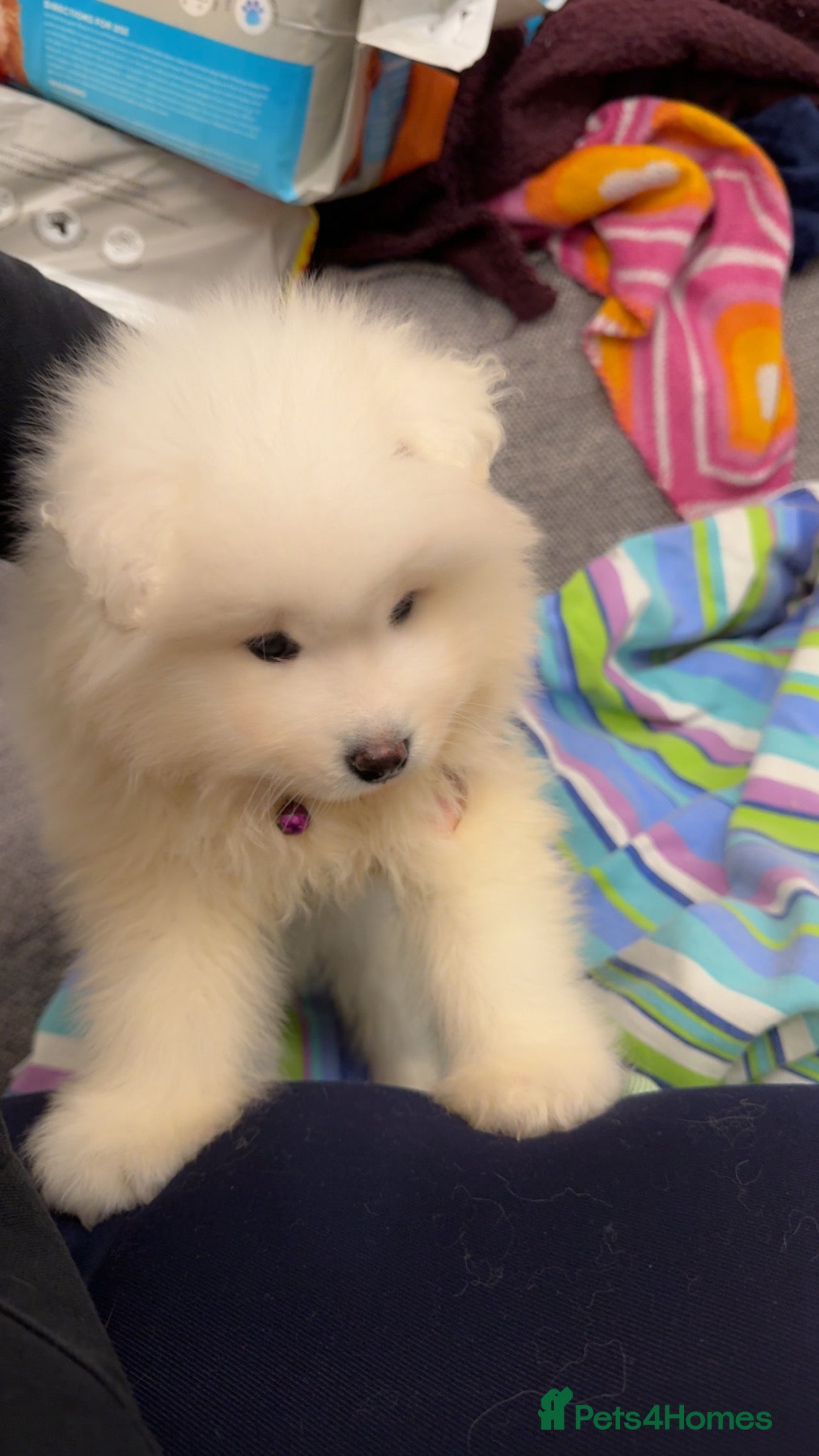 Samoyed dogs 1 bear faced Sammy PUP left 🐶💖 - Advert 2
