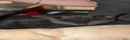 Mixed Breed cats for sale: Black kitten|9 weeks|ready to collect in Beverley - Advert 4