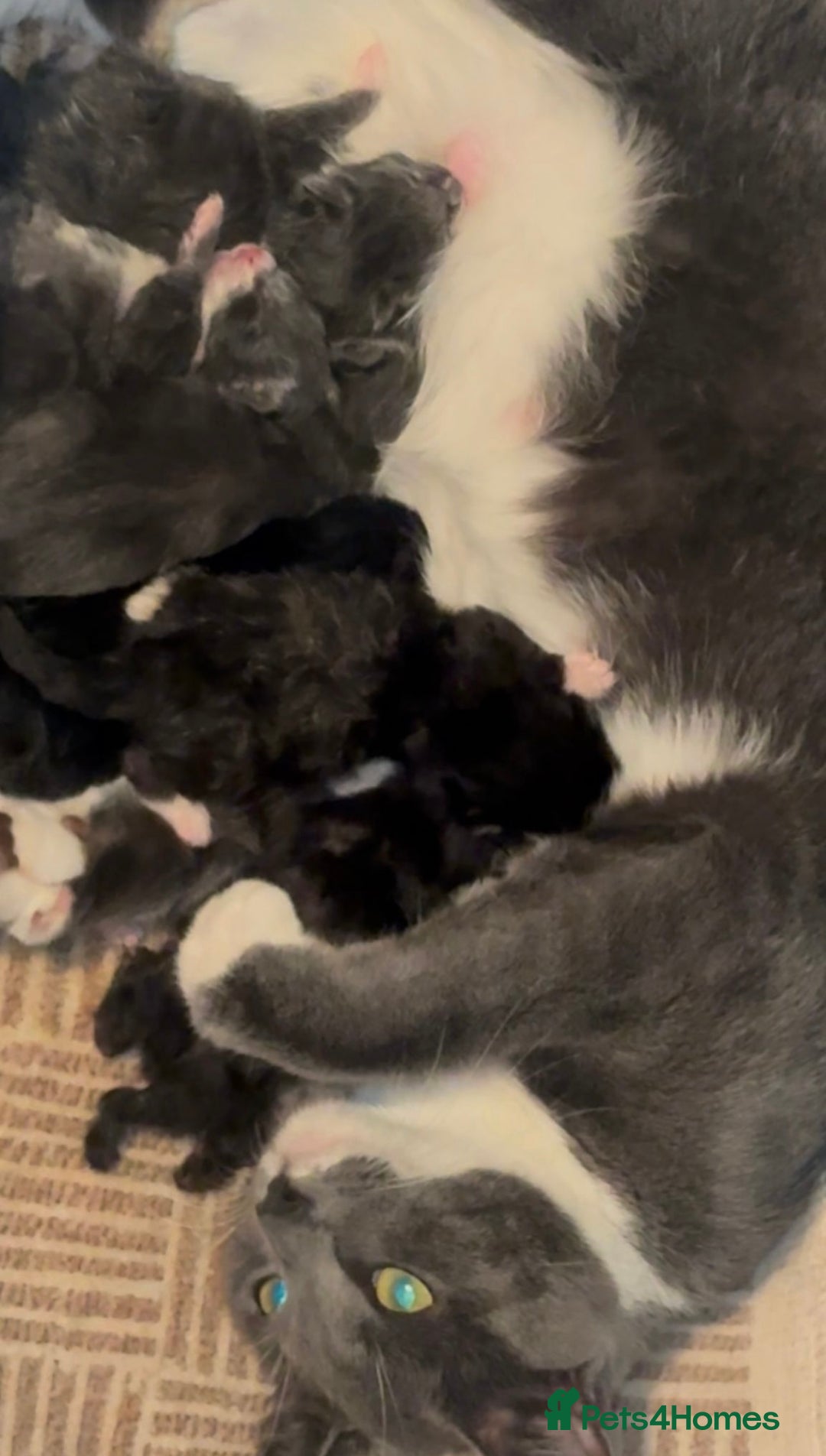 Mixed Breed cats for sale: Beautiful Russian Blue Mix Kittens - Image 9