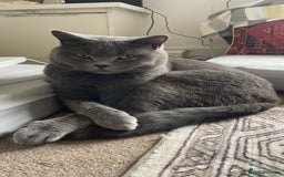 British Shorthair cats for sale: British shorthair  - Image 5