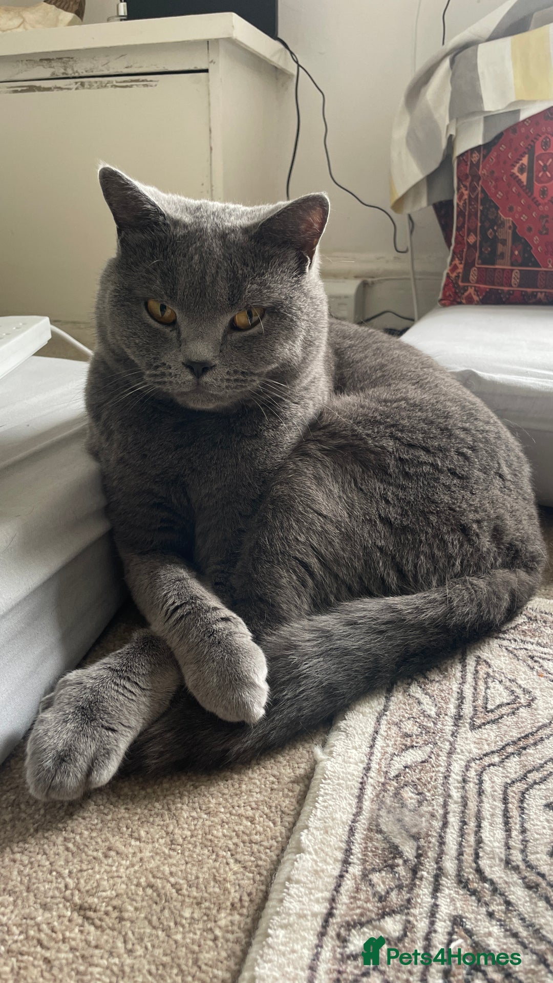 British Shorthair cats for sale: British shorthair  - Image 5